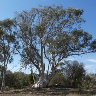 Eucalyptus rossii (Inland Scribbly Gum) at Theodore, ACT - 18 Apr 2019 by owenh