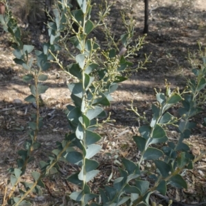 Acacia cultriformis at Theodore, ACT - 30 Apr 2019 11:57 AM