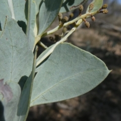 Acacia cultriformis at Theodore, ACT - 30 Apr 2019 11:57 AM