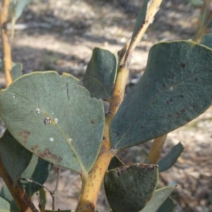 Acacia cultriformis at Theodore, ACT - 30 Apr 2019 11:57 AM