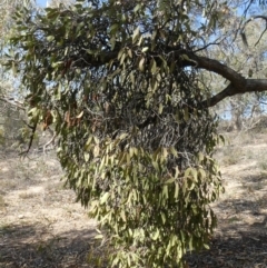 Muellerina eucalyptoides (Creeping Mistletoe) at Theodore, ACT - 30 Apr 2019 by Owen