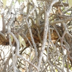 Muellerina eucalyptoides at Theodore, ACT - 30 Apr 2019