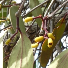 Muellerina eucalyptoides at Theodore, ACT - 30 Apr 2019