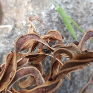 Acacia implexa at Isaacs, ACT - 30 Apr 2019