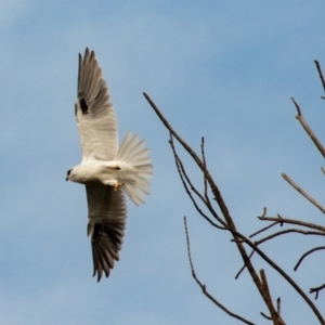 Elanus axillaris at Melba, ACT - 30 Apr 2019 04:00 PM