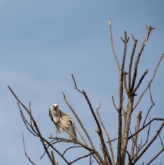 Elanus axillaris at Melba, ACT - 30 Apr 2019 04:00 PM