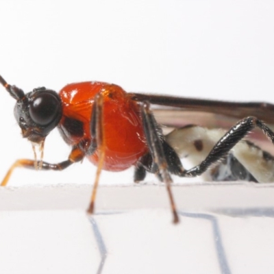 Braconidae (family) (Unidentified braconid wasp) at Evatt, ACT - 26 Apr 2019 by TimL