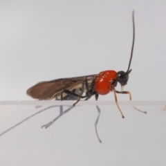 Braconidae (family) at Evatt, ACT - 26 Apr 2019 10:49 AM