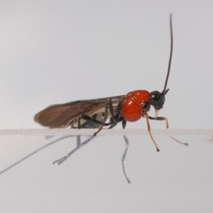 Braconidae (family) at Evatt, ACT - 26 Apr 2019 10:49 AM