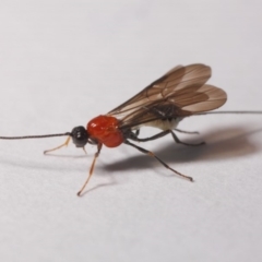 Braconidae (family) at Evatt, ACT - 26 Apr 2019 10:49 AM