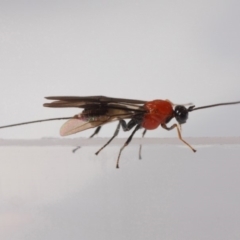 Braconidae (family) at Evatt, ACT - 26 Apr 2019 10:49 AM