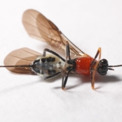 Braconidae (family) at Evatt, ACT - 26 Apr 2019 10:49 AM