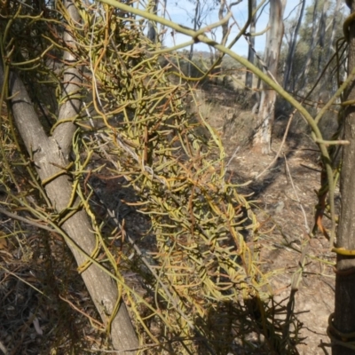 Cassytha pubescens (Devil's Twine) at Theodore, ACT - 30 Apr 2019 by Owen