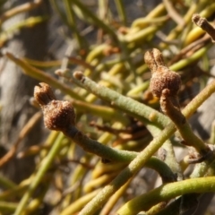 Cassytha pubescens at Theodore, ACT - 30 Apr 2019