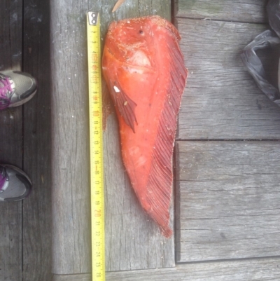 Pataecus fronto (Red Indian Fish) at Barragga Bay, NSW - 21 Jul 2014 by JackieLambert