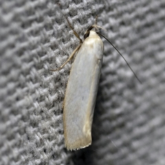 Xylorycta assimilis (A Xyloryctid moth) at O'Connor, ACT - 8 Dec 2017 by ibaird