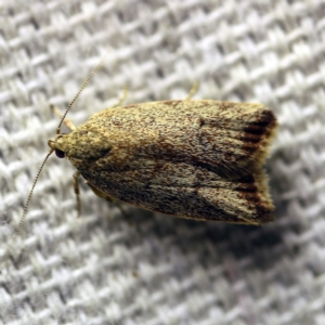 Garrha (genus) at O'Connor, ACT - 8 Dec 2017 09:40 PM