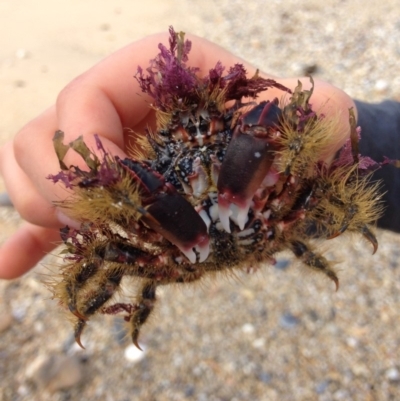 Unidentified Crab at Bermagui, NSW - 14 Jun 2015 by JackieLambert