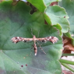 Sphenarches anisodactylus (Geranium Plume Moth) at Wanniassa, ACT - 30 Apr 2019 by SandraH