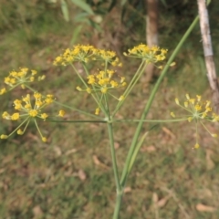 Foeniculum vulgare (Fennel) at Tuggeranong DC, ACT - 12 Mar 2019 by michaelb