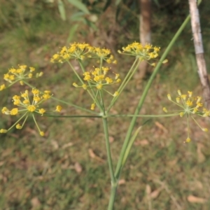 Foeniculum vulgare at Tuggeranong DC, ACT - 12 Mar 2019