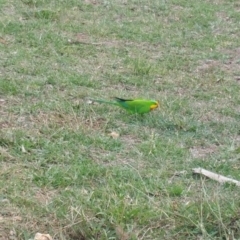 Polytelis swainsonii (Superb Parrot) at Campbell, ACT - 1 May 2019 by Kym