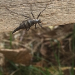 Boreoides subulatus (Wingless Soldier Fly) at Sullivans Creek, O'Connor - 1 May 2019 by RubyFrith