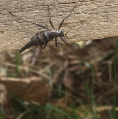 Boreoides subulatus (Wingless Soldier Fly) at O'Connor, ACT - 1 May 2019 by RubyFrith