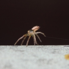 Thomisidae (family) (Unidentified Crab spider or Flower spider) at ANBG - 30 Apr 2019 by TimL