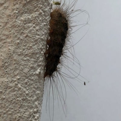 Leptocneria reducta at Broughton Vale, NSW - 1 May 2019 by Nivlek