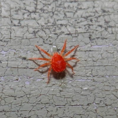 Acari (informal subclass) (Unidentified mite) at Acton, ACT - 30 Apr 2019 by TimL