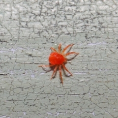 Acari (informal subclass) at Acton, ACT - 30 Apr 2019 12:01 PM