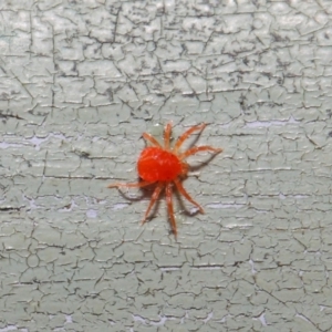 Acari (informal subclass) at Acton, ACT - 30 Apr 2019 12:01 PM