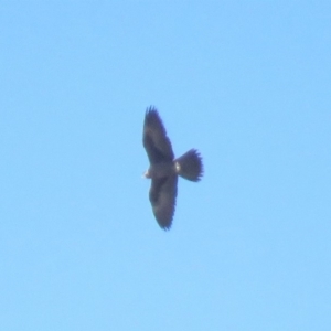 Falco subniger at Mullion, NSW - 16 Apr 2019 10:33 AM