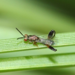 Podagrionini (tribe) (Unidentified mantis parasite wasp) at Acton, ACT - 30 Apr 2019 by TimL