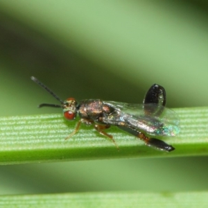 Podagrionini (tribe) at Acton, ACT - 30 Apr 2019 11:49 AM