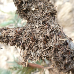 Papyrius nitidus at Theodore, ACT - 1 May 2019