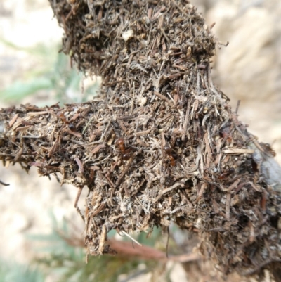 Papyrius nitidus (Shining Coconut Ant) at Theodore, ACT - 1 May 2019 by owenh