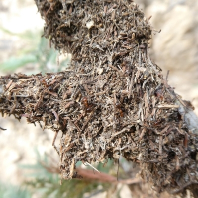 Papyrius nitidus (Shining Coconut Ant) at Theodore, ACT - 1 May 2019 by Owen