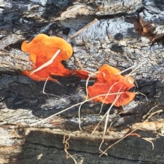 Trametes coccinea (Scarlet Bracket) at Garran, ACT - 1 May 2019 by ruthkerruish