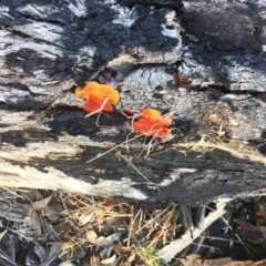 Trametes coccinea at Garran, ACT - 1 May 2019 04:00 PM