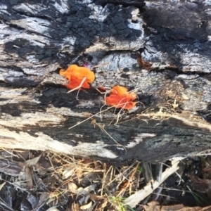 Trametes coccinea at Garran, ACT - 1 May 2019