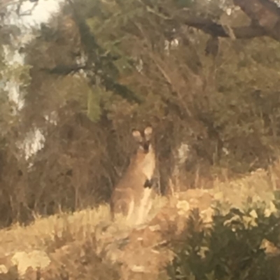 Notamacropus rufogriseus (Red-necked Wallaby) at Tuggeranong DC, ACT - 1 May 2019 by George