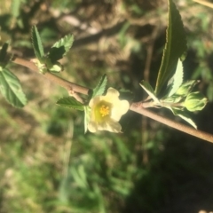 Sida rhombifolia at Pearce, ACT - 7 Apr 2019