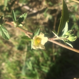 Sida rhombifolia at Pearce, ACT - 7 Apr 2019