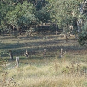 Macropus giganteus at O'Malley, ACT - 1 May 2019