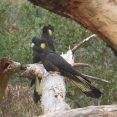 Zanda funerea (Yellow-tailed Black-Cockatoo) at O'Malley, ACT - 1 May 2019 by Mike