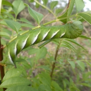 Psilogramma casuarinae at O'Malley, ACT - 1 May 2019