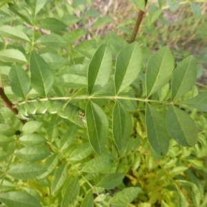 Fraxinus sp. at O'Malley, ACT - 1 May 2019 03:37 PM