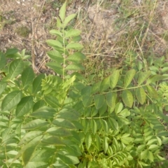 Fraxinus sp. at O'Malley, ACT - 1 May 2019 03:37 PM